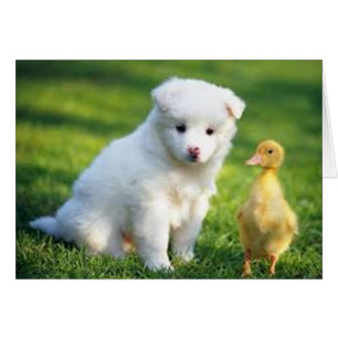 Puppy and Duckling