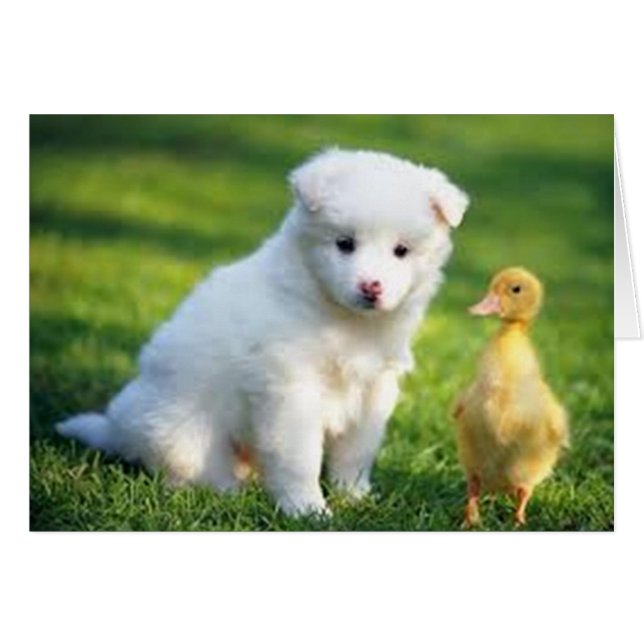 Puppy and Duckling (Front Horizontal)