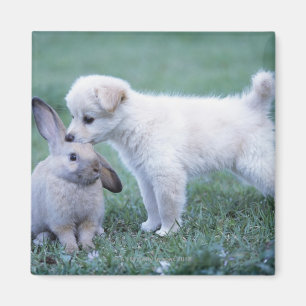 Puppy and Lop Ear Rabbit on lawn Magnet