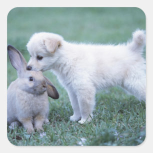 Puppy and Lop Ear Rabbit on lawn Square Sticker