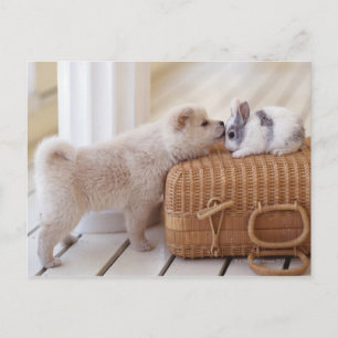 Puppy and rabbit postcard