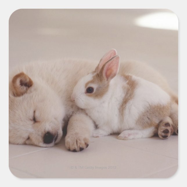 Puppy and Rabbit Square Sticker (Front)