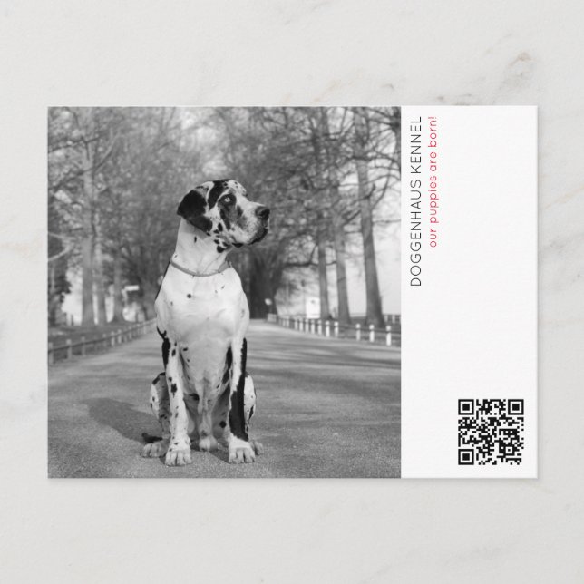 Puppy announcement postcard (Front)