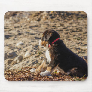 puppy, bernese mountain dog, beach mouse mat