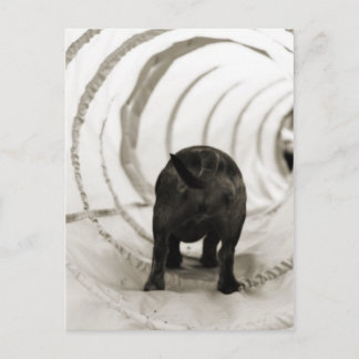 Puppy Butt Postcard