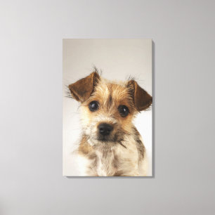 Puppy (Canis familiaris) 2 Canvas Print