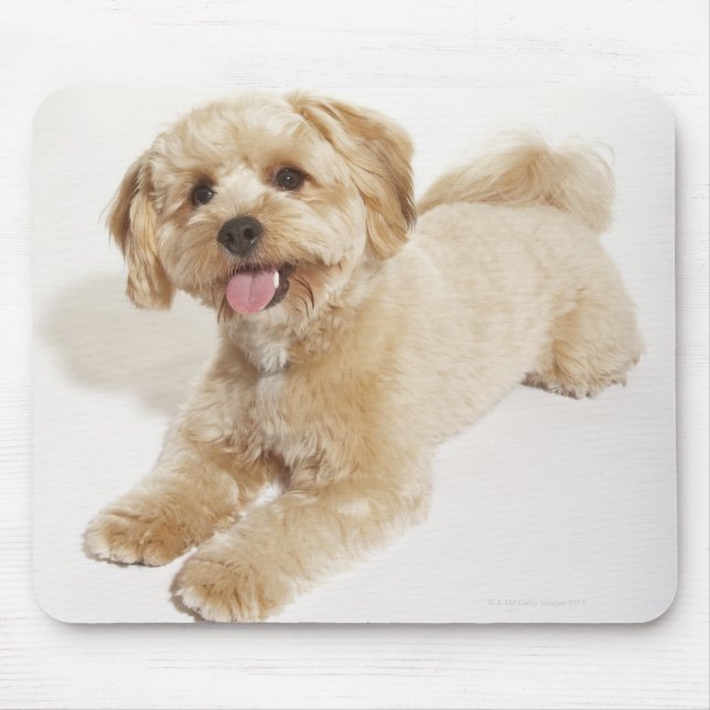 Puppy (Canis familiaris) 2 Mouse Mat (Front)