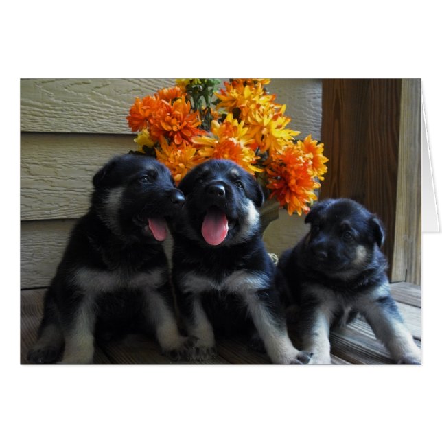 Puppy Card (Front Horizontal)