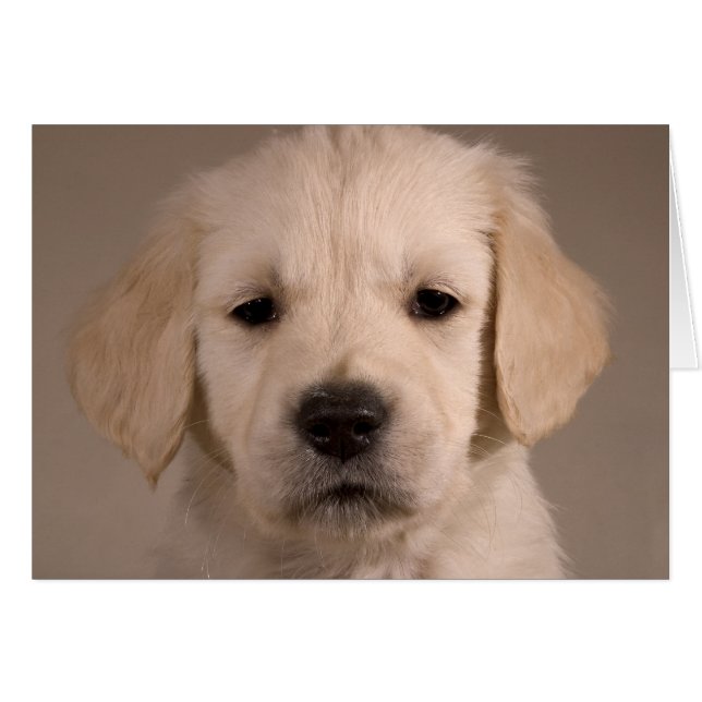 Puppy. Card by cARTerART (Front Horizontal)