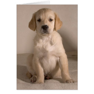 Puppy. Card by cARTerART