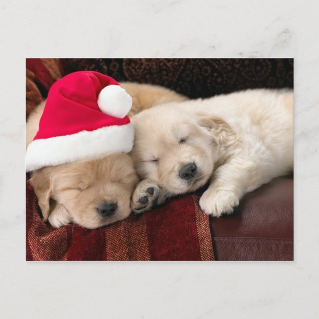 Puppy Christmas Holiday Postcard (Front)