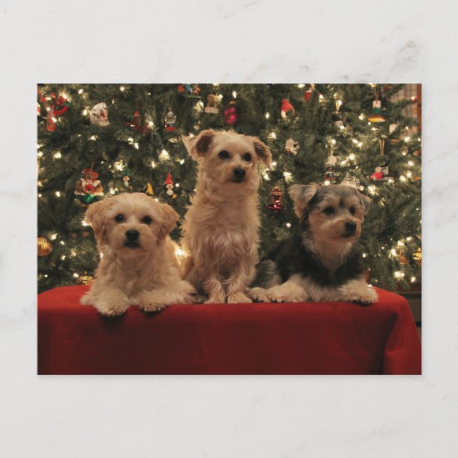 Puppy Christmas Postcard 1 (Front)