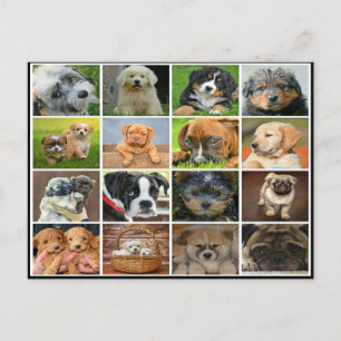 Puppy collage postcard