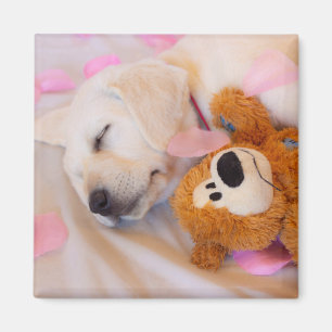 Puppy cuddles 02 magnet