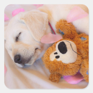 Puppy cuddles 02 square sticker