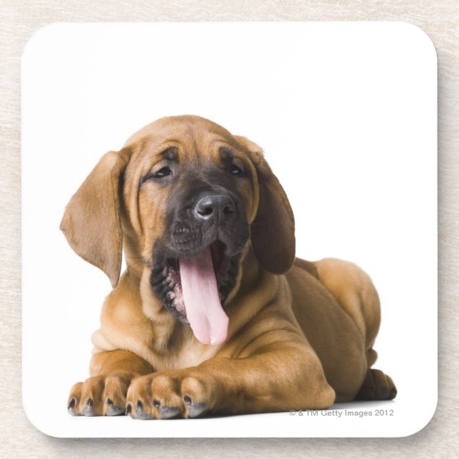 Puppy Dog 2 Coaster (Front)