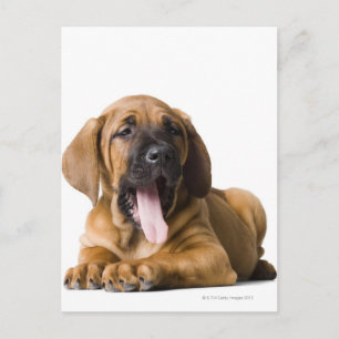 Puppy Dog 2 Postcard