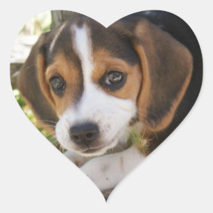 Puppy Dog Beagle Heart Sticker