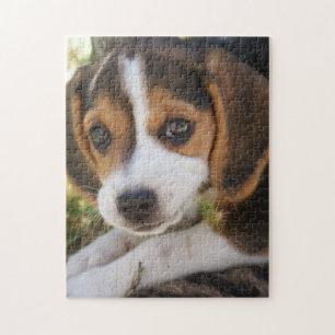 Puppy Dog Beagle   Jigsaw Puzzle