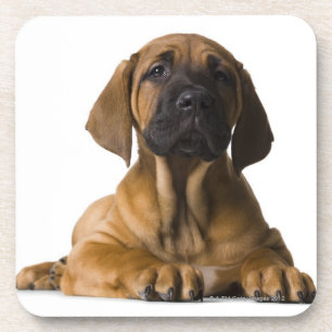 Puppy Dog Coaster