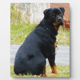 Puppy-dog Eyes Plaque