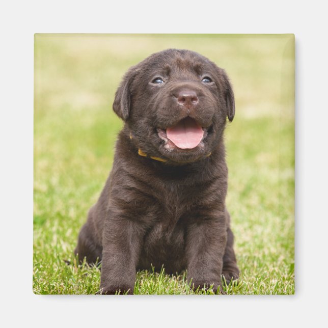Puppy dog magnet (Front)