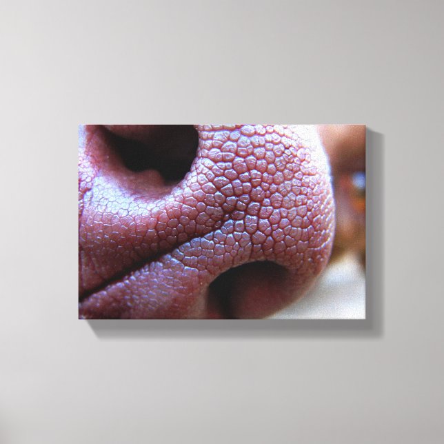 Puppy Dog Nose Canvas Print (Front)