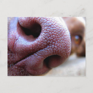 Puppy Dog Nose Postcard