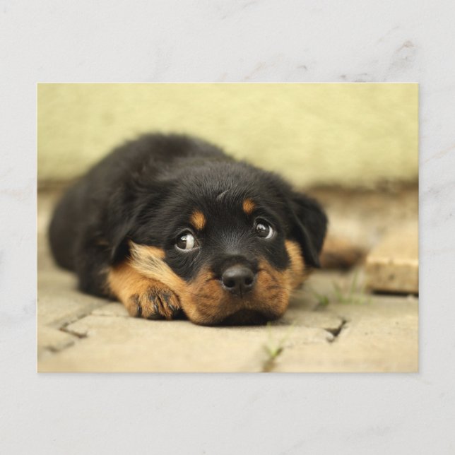 Puppy dog postcard (Front)