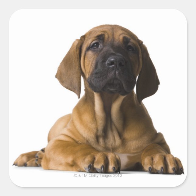 Puppy Dog Square Sticker (Front)