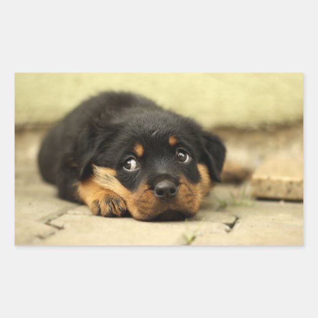 Puppy doggy rectangular sticker (Front)