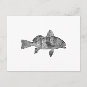 Puppy Drum Logo (line art) Postcard