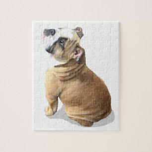puppy english bulldog puppy puzzle