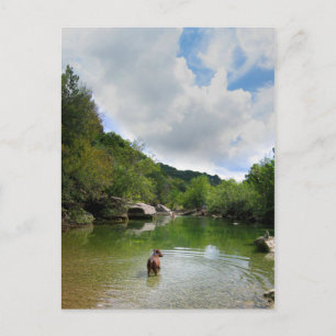 Puppy Exploring Barton Creek - Austin Texas Postcard