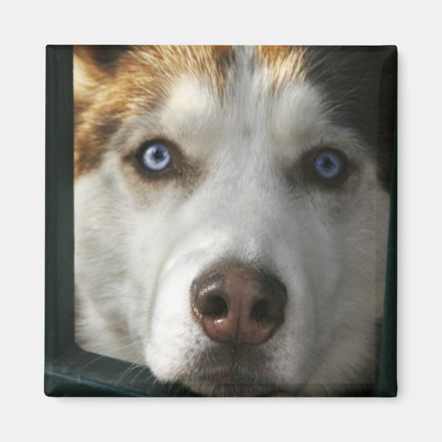 Puppy Eyes Magnet (Front)