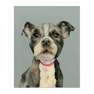 "Puppy Eyes" Pit Bull Dog Watercolor Painting Acrylic Wall Art