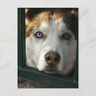 Puppy Eyes Postcard
