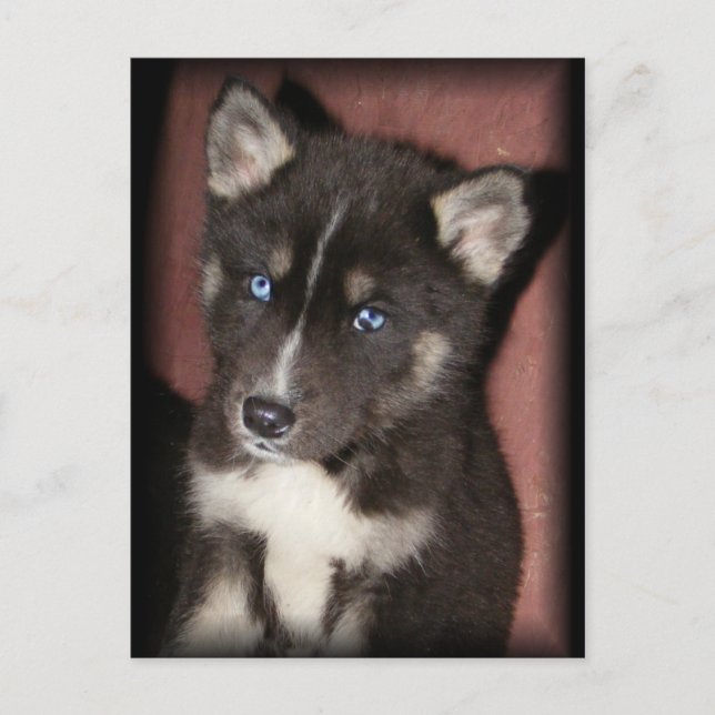 puppy_eyes postcards (Front)