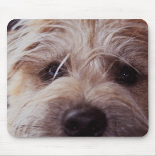 puppy face close up mouse pad