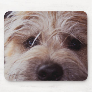 puppy face close up mouse pad