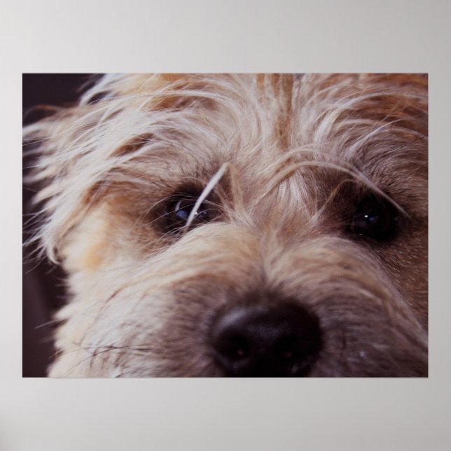 puppy face close up poster (Front)