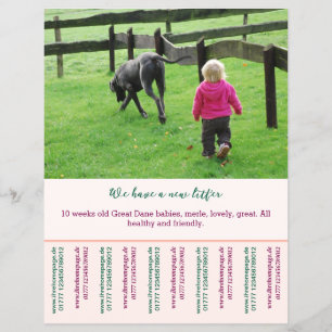 puppy for sale flyer templates