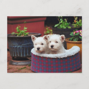 Puppy Friends Postcard