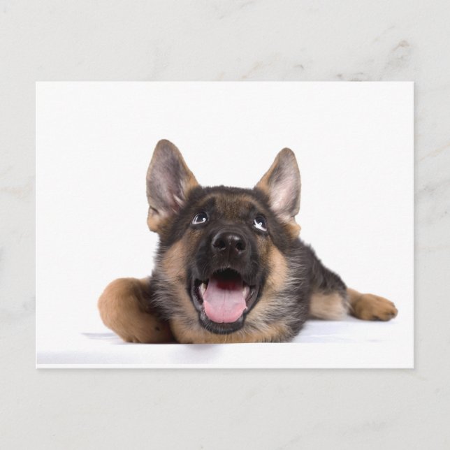 puppy german sheperd postcard (Front)