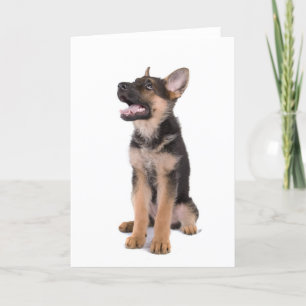 puppy German shepherd Card