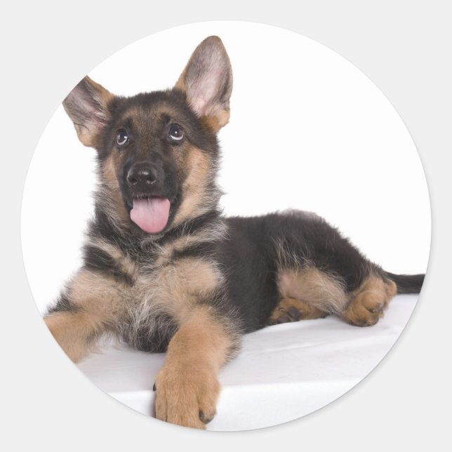 puppy German shepherd Classic Round Sticker (Front)