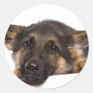 puppy German shepherd Classic Round Sticker