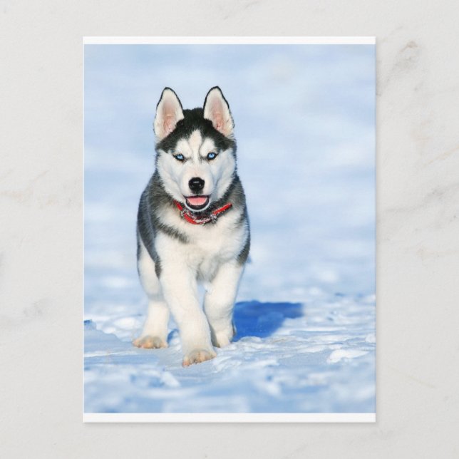 Puppy Husky in Wintery Landscape Holiday Postcard (Front)