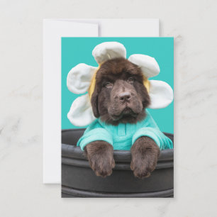 Puppy in a flower pot greeting card