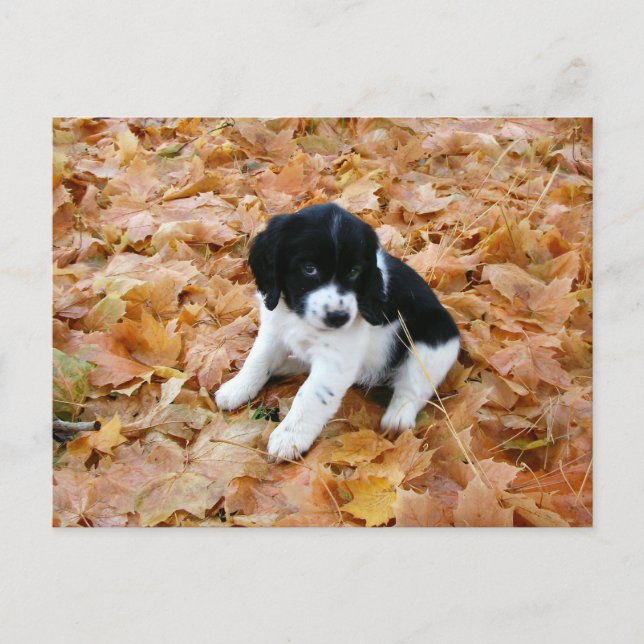 Puppy in Autumn Postcard (Front)